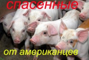 Американский фристайлист спас 90 собак от съедения в Южной Корее