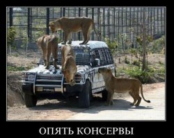 Львы напали на машину с детьми в сафари-парке