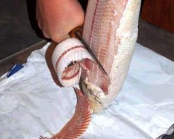 "Бедность и устрицы идут рука об руку" (Ч.Диккенс)