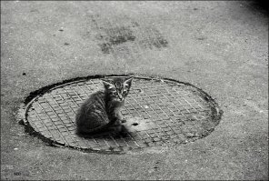 Как подвальный кот спас своих собратьев от верной смерти