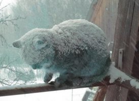 Как подвальный кот спас своих собратьев от верной смерти