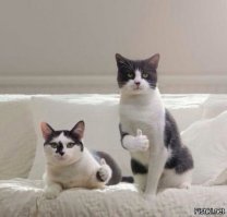 Котикам больше не нужен человек! 