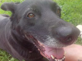 Как-то с женой подобрали собаку.Ее сильно избили подвесив за лапы. Ну первые  дни когда я выносил ее на руках на улицу,она категорически не хотела покидать квартиру. Пряталась под кровать в шкаф куда угодно. Потом осмелела),но других людей и собак боялась) пряталась за спину или пыталась залезть на руки. Через годик она осмелела еще раз) от собак мы  уже не прячемся,но людей боимся.А еще через годик возвращаясь с работы вижу такую картину. К моей жене пристают какие-то ушлепки. Я несусь на всех порах.Собака прыгает на грудь и сбивает с ног одного пока я занимаюсь вторым.А собакен хитрюга удерживает второго таким рыком впору кинг конгу не убирая зубов от шеи . После этого мы уже ничего не боимся))