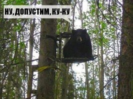 Кукушка и интересные факты о ней