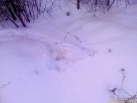 Куропатка расчищает снег в поисках травы.