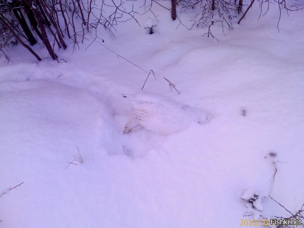 Куропатка расчищает снег в поисках травы.