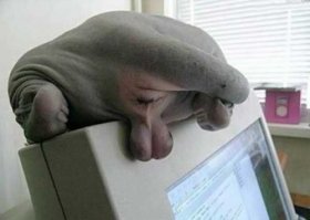 Совместная диета супружеской пары закончилась разводом