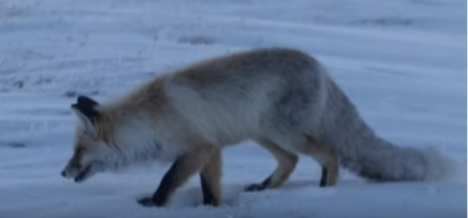 Думаю неправда ваша! Не могёт камера так кардинально менять цвет и его оттенки и про пуховик Розарио верно заметил.:)