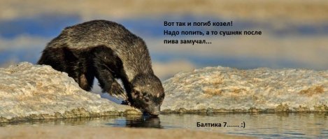 :) Не всяк козел, осилит барсука! (Это же барсук, да?)  :)