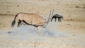 медоед с вертикальным взлетом