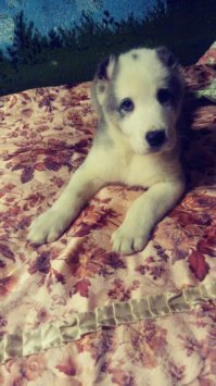 А маленькие такие ми-ми-мишные)