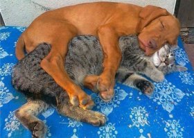 35 животных, которые ведут себя самым наглым образом, но здорово вас развеселят!