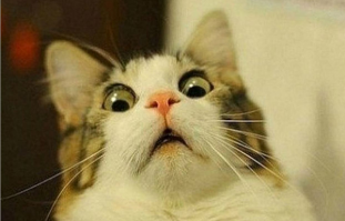 честно говоря, я в шоке...