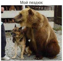 Смешные картинки с надписями
