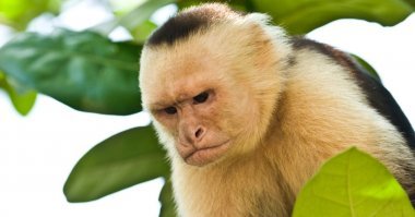 Очень вспыльчивый любитель подраться 