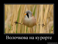 Снова здорово. Волочкова показывает шпагат на коне