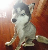 35 животных, которые ведут себя самым наглым образом, но здорово вас развеселят!