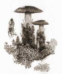 У меня, кстати, целая серия с такими грибами - это например моховики