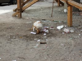Примерно так же в Хургаде у нас кошка курицу со стола сперла. Только поставили, на секунду отошли, а она уже с добычей в зубах улепетывает. Но успел снять воровку на месте преступления...:)