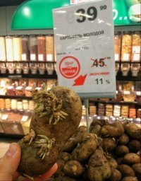 Молодой картофель только начинает свой путь.