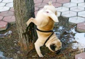 Жёлтый пост жёлтого автора. Очень качественный жёлтый краситель)