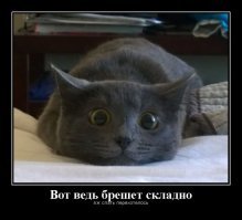 Приключения кота с камерой