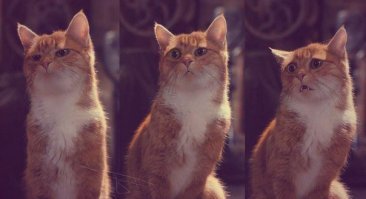 Трансгендерная "леди-дракон" рассказала, как диагноз ВИЧ подвиг ее на перевоплощение в рептилию