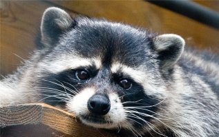 где то загрустил енот