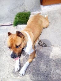 моя тоже так любит лежать и сидеть