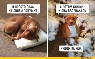 Знакомьтесь, Лила - питбуль, чьи странности только добавляют ей очарования