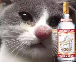 а если мой кот в хлам пьяный приходит?