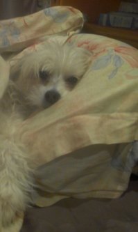 :) супер песка!!!!!тоже бульку иногда хочется...но блин...одну надолго точно не оставишь...это не моя игрушечная старушка)