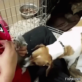 Собака не может нарадоваться тому факту, что крошечный козленок принимает ее за свою маму