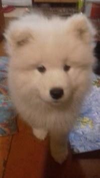 Немного не в тем,у меня вот какое счастье дома бегает.