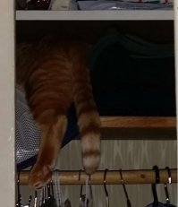 мой котэ, яростно сопротивляется, когда дома его запихиваешь в переноску и также яростно стремиться в нее залезть, когда достаешь его из неё у ветеринара.