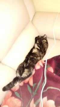 В ноябре прошлого года подобрали девочку, думаю до месяца.
Уже 2 кошки в доме были. Вся в блохах, глаза гноились, худющая. Откуда только взялась в лесу (дом под лесом) - протравили, откормили...
Зашла в дом, клянусь, ощущение как здесь родилась. Знала расположение комнат и где туалет.
Сейчас красава, кум королю. Один глазен, правда так и не видит. Была глубокая царапина, глаз стал мутным.
А во всем остально... Жена ее обожает. Я тоже вниманием не обхожу)))
И еще... Частный дом, на улицу категорически не ходит)))
Пусть себе живет.