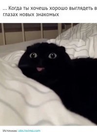 Субботний котопост