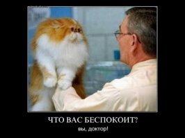 На что только не идут животные, чтобы спрятаться от ветеринара!