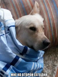 Знакомьтесь, Лила - питбуль, чьи странности только добавляют ей очарования