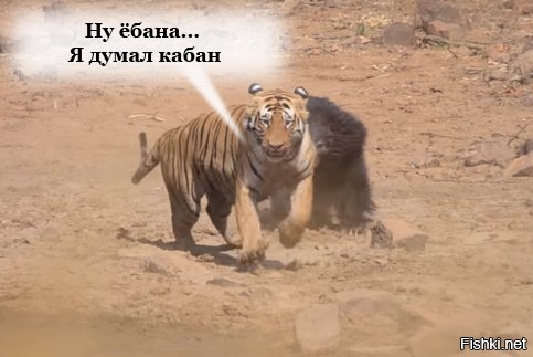 Битва тигра с медведицей попала на видео