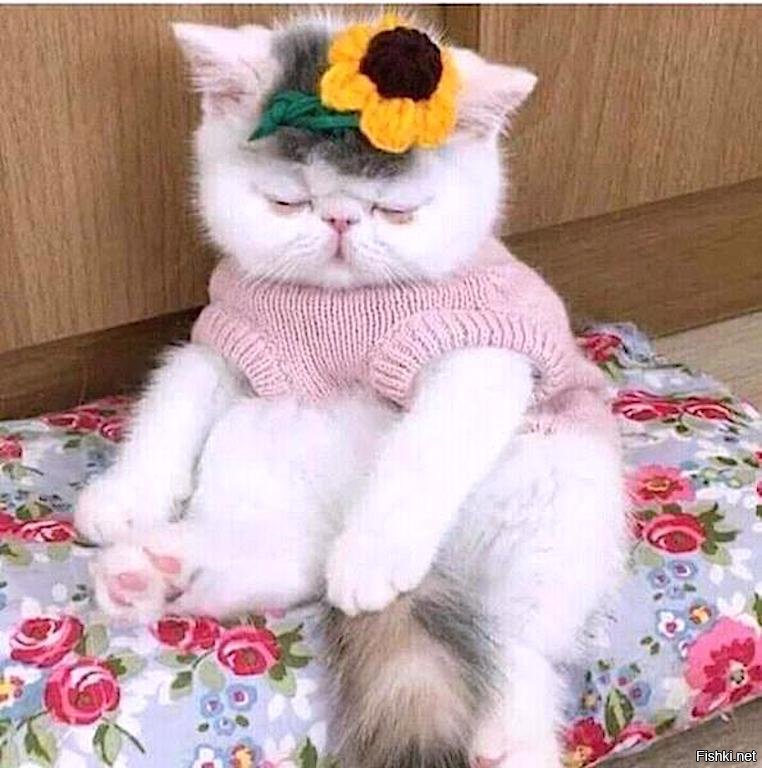 Милота зашкаливает !