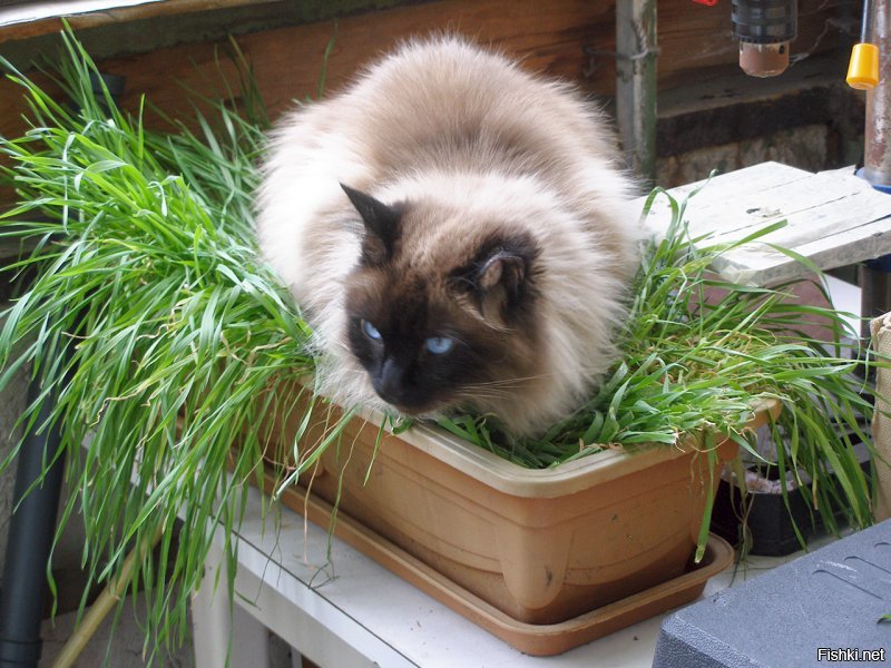 У меня кот тоже черт знает как спал. И собаку научил.