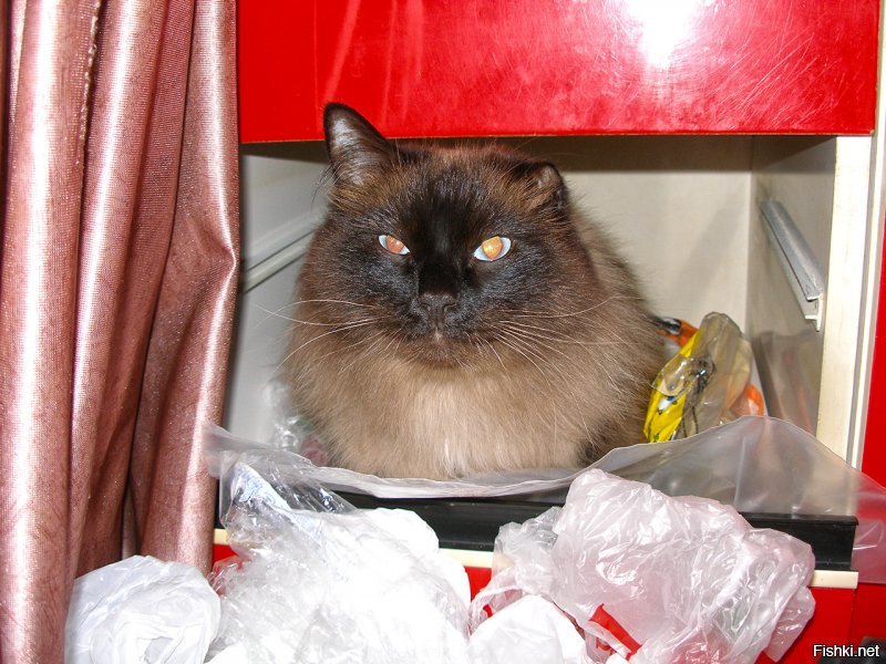 У меня кот тоже черт знает как спал. И собаку научил.