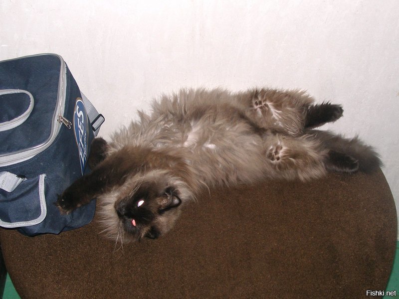 У меня кот тоже черт знает как спал. И собаку научил.