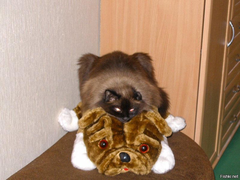 У меня кот тоже черт знает как спал. И собаку научил.