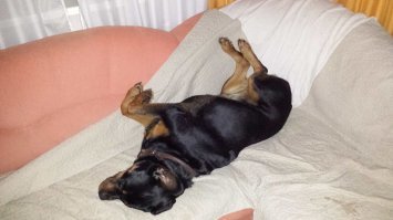 Моя красавица сегодня спит! Больная?