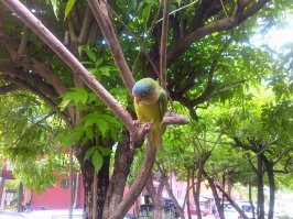 Свободный попугай. Сидит, позирует. Людей не боится. Улочка Коста-рики.