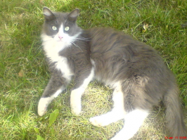 Мы тоже собирались стерилизовать свою кошку, удочерённую нами на даче. Записались ко врачу уже. А оказалось это кот, причём кастрированный. Чуть не изуродовали животинку