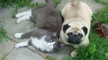 Мы тоже собирались стерилизовать свою кошку, удочерённую нами на даче. Записались ко врачу уже. А оказалось это кот, причём кастрированный. Чуть не изуродовали животинку