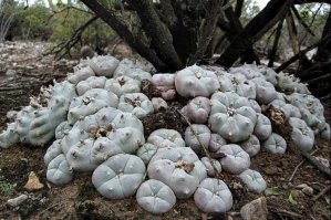 Чудо растения, которые где-то рядом с нами